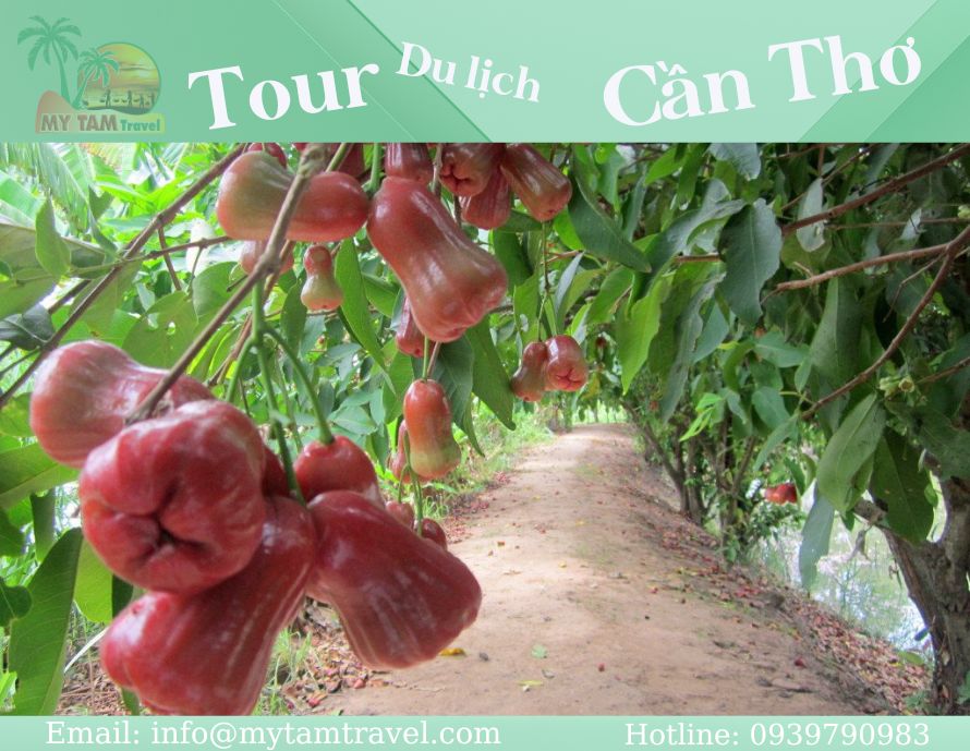 Tour Cần Thơ 4 Ngày 3 Đêm Từ TPHCM: Trải Nghiệm Trọn Vẹn Miền Tây Sông Nước