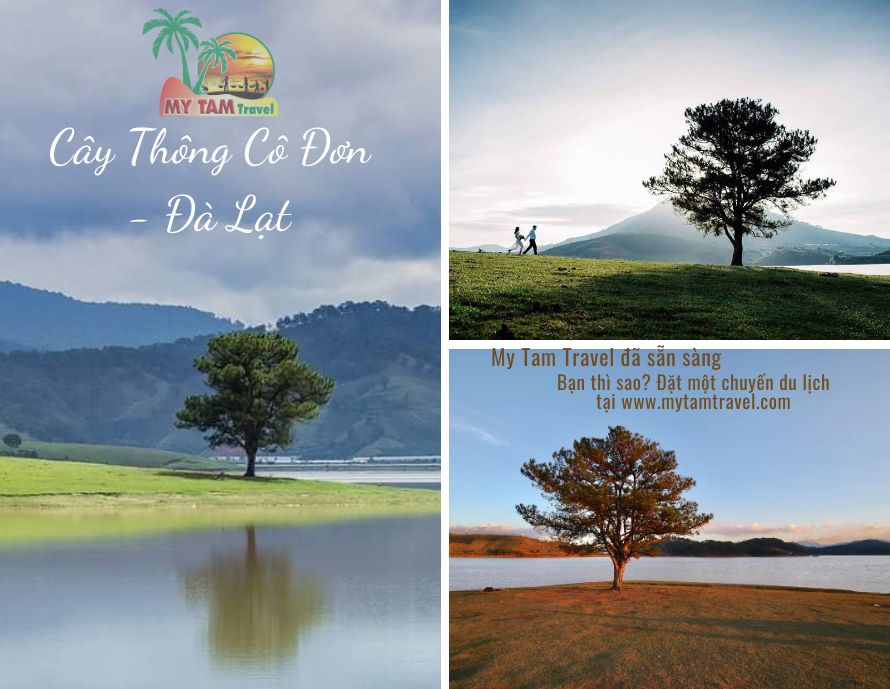 Cây Thông Cô Đơn Đà Lạt