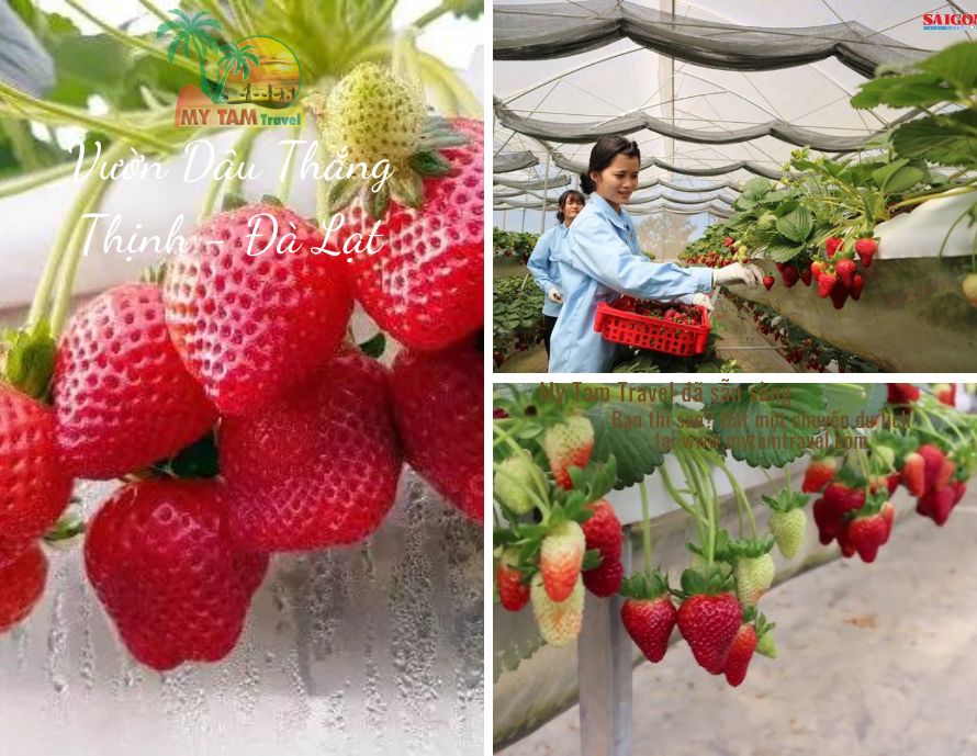 VƯỜN DÂU THẮNG THỊNH - ĐÀ LẠT 